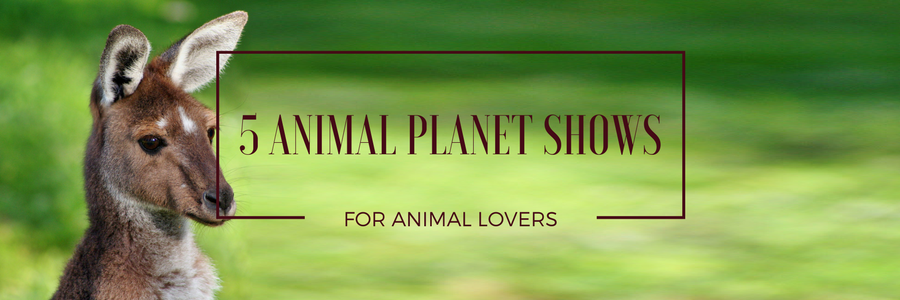 Animal Planet Shows for Animal Lovers on DISH